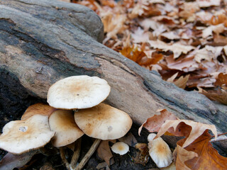 Forest Floor Treasures: Mushrooms and Fallen Leaves