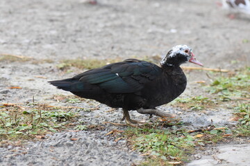 Fototapeta premium The Muscovy duck (Cairina moschata) is a species of duck in the Muscovy family