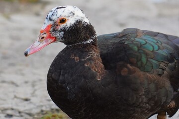 The Muscovy duck (Cairina moschata) is a species of duck in the Muscovy family