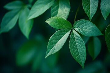 Obraz premium green leaves of Virginia creeper (Parthenocissus quinquefolia) close up, Generative AI