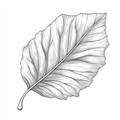Intricate sketch of a large leaf, showcasing detailed veins and textures, perfect for botanical illustrations.