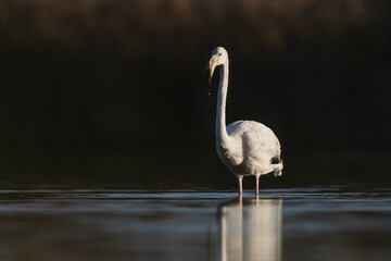 The greater flamingo (Phoenicopterus roseus) is the  largest species of the flamingo family, cleaning feathers.