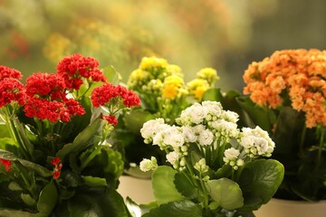 Different potted kalanchoe flowers indoors. Beautiful plants