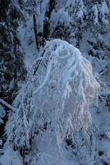 winter hiking in Allières, Switzerland