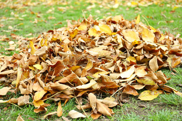 Pile of fallen autumn leaves on green grass