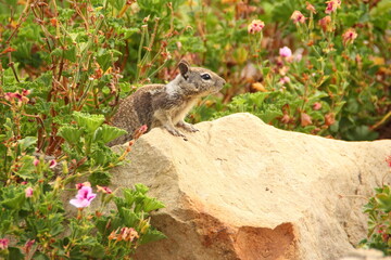 California Beach squirrel in Malibu