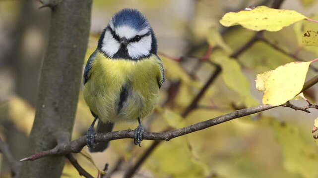 Blue Tit Cyanistes caeruleus Perched on a Branch with Yellow Leaves, Observing Its Surroundings in Slow Motion. Close-up.