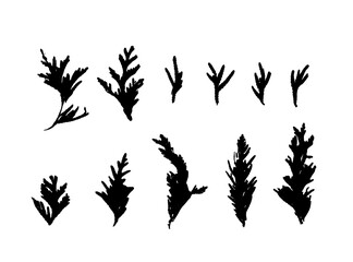 Cypress Twigs Icon, Cupressus Leaf Symbol, Arborvitae Twig, Thuya Sprig Silhouette, Thuja Leaves
