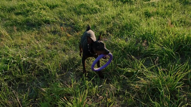 Puppy dog playing with blue puller ring toy outdoor. Unrecognizable owner man hand playing with pet dog friend, walking in park. Forests mountains Carpathians summer Ukraine.Dog training in the park.