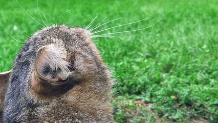Close-up of a cat’s ear with detailed fur texture and green grass background