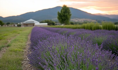 Fototapeta premium Sunset over lavender field, farm, and mountains.