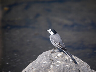 Grey wagtail
