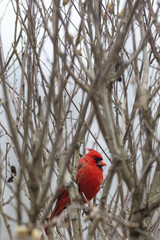 Northern Cardinal (male)