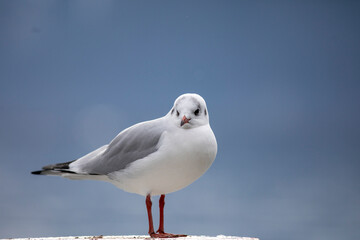 Obraz premium Portrait of a seagull