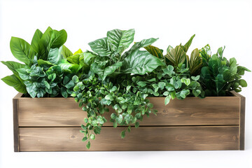 Fototapeta premium Wooden Planter with Green Plants on White Background for Minimalist and Rustic Indoor Decor