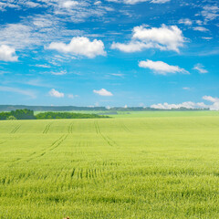 Morning in large wheat field.