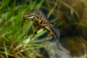 Teichmolch-Männchen in Wassertracht // Smooth newt - male under water (Lissotriton vulgaris)