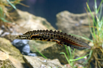 Teichmolch-Männchen in Wassertracht (Lissotriton vulgaris) - Deutschland