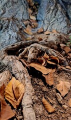 Close-up of dried leaves lying on the roots of a tree