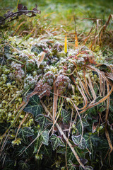 Close-up view of frost-covered ivy leaves, moss, and dried grass on a forest floor. A delicate layer of ice highlights natures beauty in a cold, serene environment.