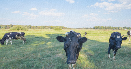 cows on a meadow