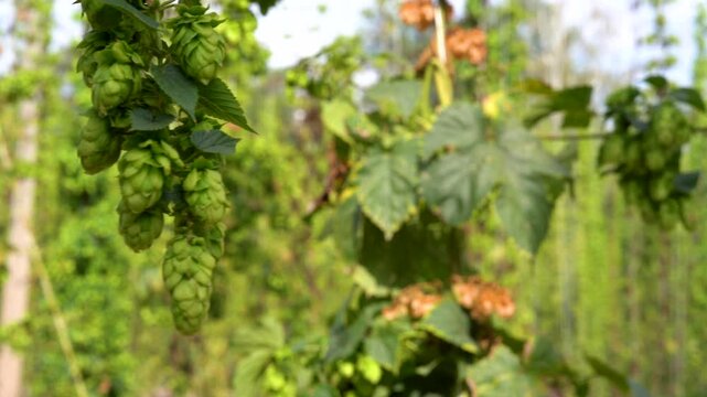 Farming and agriculture concept. Green fresh ripe organic hop cones for making beer and bread, close up. Fresh hops for brewing production. Hop plant growing in garden or farm