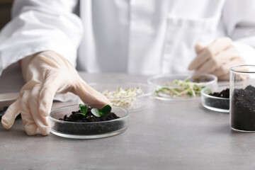 Scientist studying soil and plant seedlings at grunge table, closeup