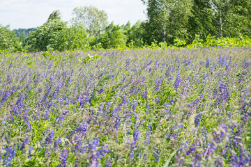 Obraz premium Field of Lupins