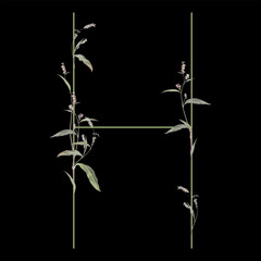 Capital letter H with floral motifs. Botanical alphabet with herbs and wildflowers. Blooming green branches of Polygonum plant. Knotweed or Smartweed flower. On black background.