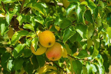 A green and red ripe apple hangs on a branch of an apple tree in an orchard.
