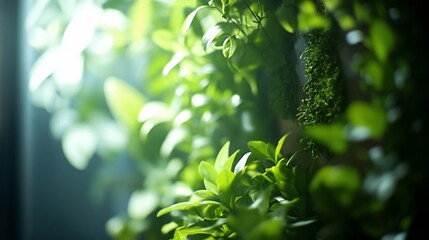 Obraz premium Lush green foliage wall, with light.