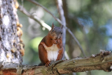 squirrel on a tree