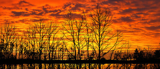 Fiery Sunset Silhouette Lake, Trees, and Autumnal Hues