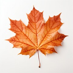 Red and yellow autumn maple leaf isolated on white background