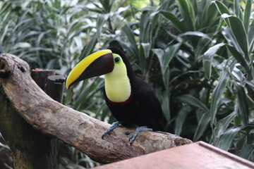 close up side on view of a toucan with yellow and brown beak