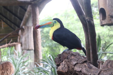 close up side on view of a toucan