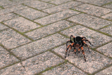 Tarantula with orange knees on the ground