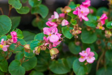 a striped bee sucks nectar from a blooming plant.