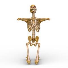 骸骨　3DCGレンダリング