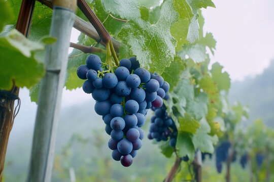 A close-up of ripe grapes hanging in a vineyard under misty conditions.