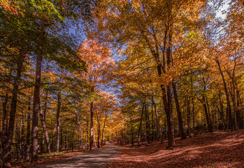 Vermont fall foliage tall brilliantly colored trees lining a quiet back road