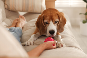 Owner giving toy to cute dog at home, closeup. Playing with pet