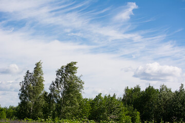 trees in the field