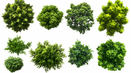 Trees from above, collection of lush plants isolated on transparent background. Pinnacle. Illustration