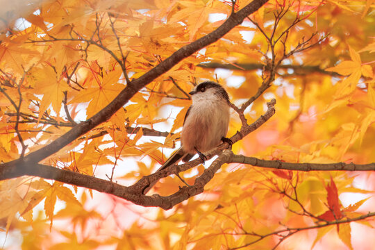木に止まる鳥」の写真素材 | 28,626件の無料イラスト画像 木に止まる鳥」の写真素材 | 28,626件の無料イラスト画像