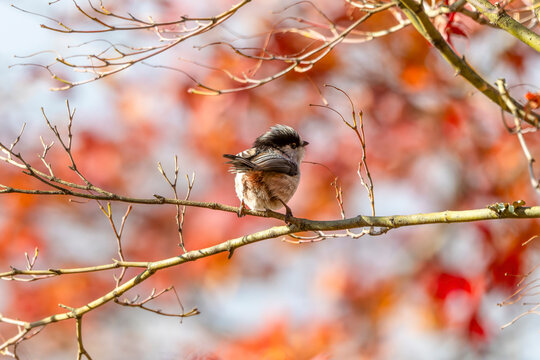 木に止まる鳥」の写真素材 | 28,325件の無料イラスト画像