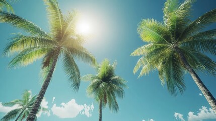 Lush Palm Trees Under Bright Sunlight Against Clear Blue Sky