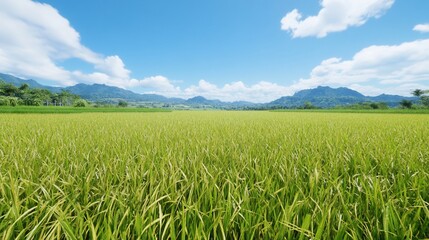 Vibrant green rice field under a bright blue sky and distant mountains.