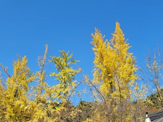 Fototapeta premium yellow autumn leaves
