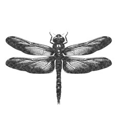  Dragonfly in Old OverPrint Style